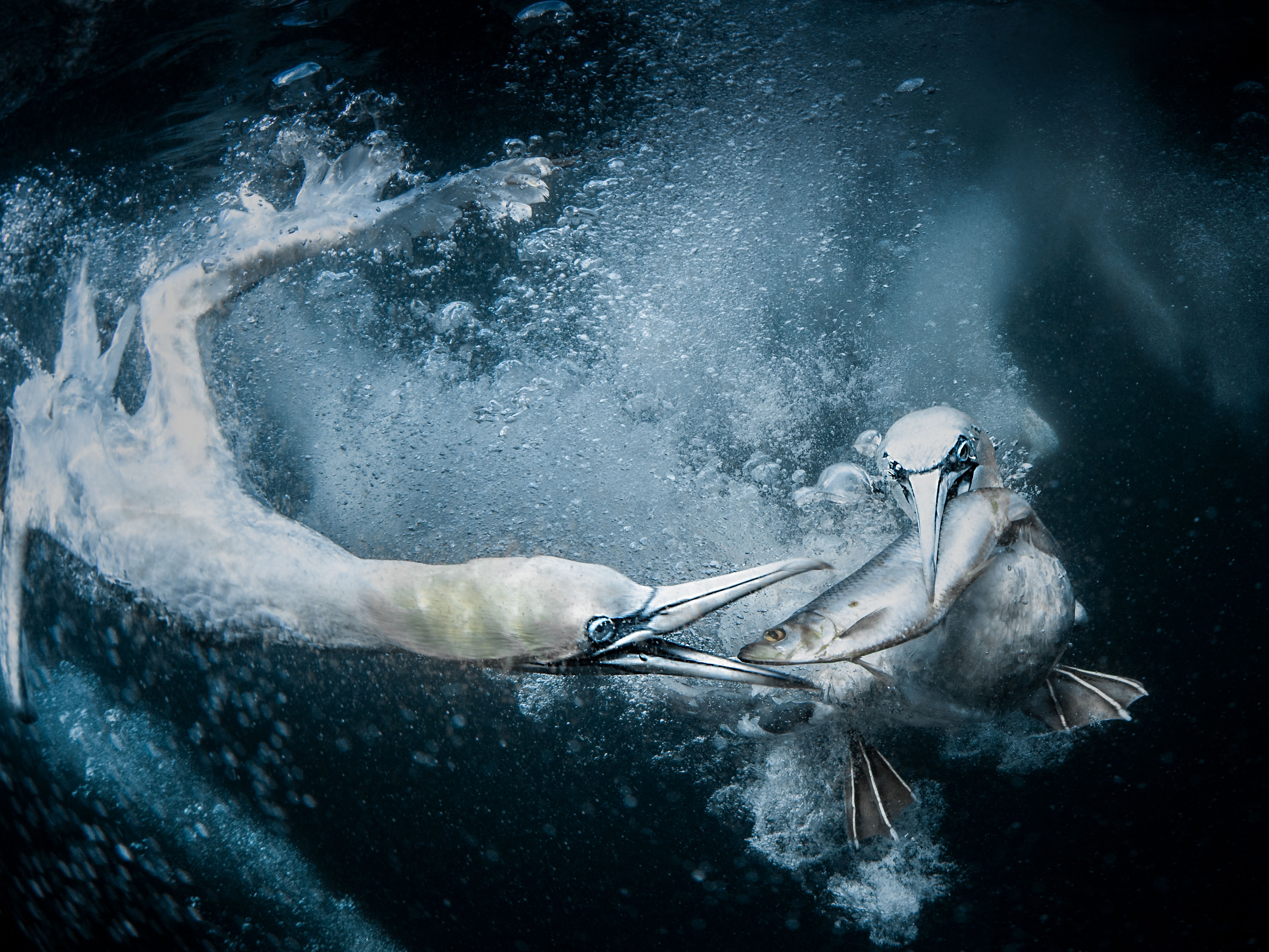 Sony World Photography Awards 2019: объявлены победители в Открытом конкурсе Sony World Photography Awards 2019: объявлены победители в Открытом конкурсе